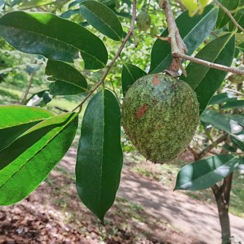 annona montana